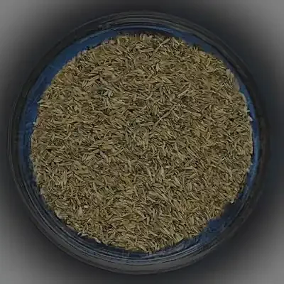 Kreuzkümmel (Cuminum cyminum)
