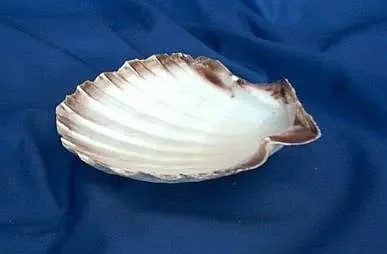 Räuchergefäß Jakobsmuschel